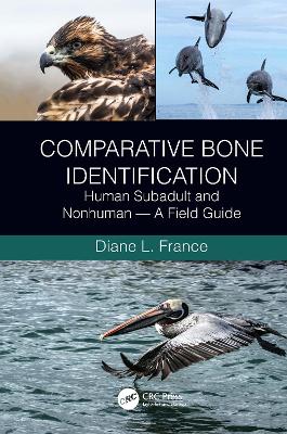 Comparative Bone Identification: Human Subadult and Nonhuman - A Field Guide - France, Diane L.