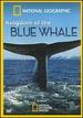 Kingdom of Blue Whale