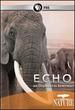 Echo: an Elephant to Remember