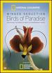 Winged Seduction: Bird / Paradise