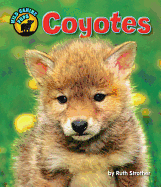 Coyotes