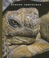 Desert Tortoises - Lockwood, Sophie