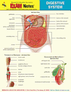 Digestive System Anatomy Exam Notes