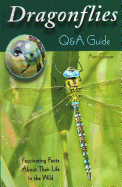 Dragonflies: Q&A Guide: Fascinating Facts about Their Life in the Wild