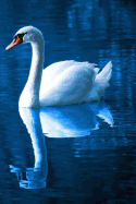 Elegant Swan: Notebook