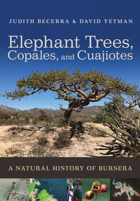 Elephant Trees, Copales, and Cuajiotes: A Natural History of Bursera - Becerra, Judith X, and Yetman, David, and Ezcurra, Exequiel (Foreword by)