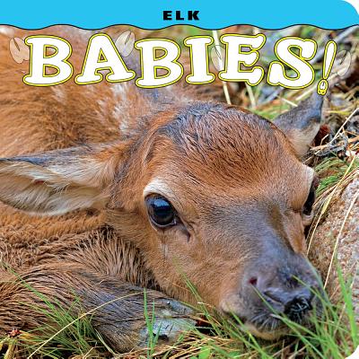 Elk Babies! - Lehmann, Steph, and Jones, Don (Photographer)