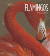 Flamingos