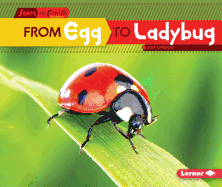 From Egg to Ladybug