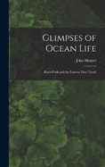 Glimpses of Ocean Life: Rock-Pools and the Lessons They Teach