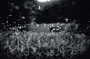 Gregory Crewdson: Fireflies