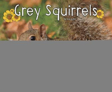 Grey Squirrels