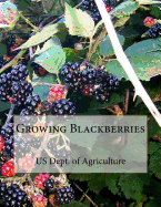 Growing Blackberries