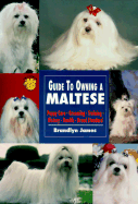 Guide to Owning a Maltese