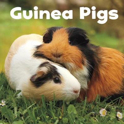 Guinea Pigs - Amstutz, Lisa J.