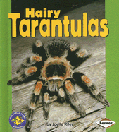 Hairy Tarantulas