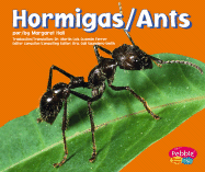 Hormigas/Ants