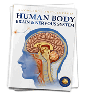 Human Body: Brain and Nervous System