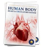 Human Body: Heart and Circulatory System