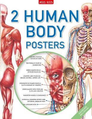 Human Body Poster Pack - Gallagher, Belinda (Editor)