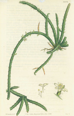 Rhipsalis Fasciculata. Cluster-Branched Rhipsalis. Engraving # 3079 From Curtis's Botanical Magazine