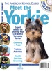 Meet the Yorkie