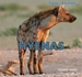 Hyenas