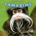 Tamarins