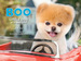 Boo: Little Dog in the Big City