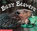 Busy Beavers (Emergent Readers) (Paperback)