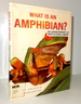 What is an Amphibian?