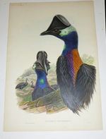 Casuarius Westermanni. Casuarius Bennetti. Westermann's Cassowary. Dwarf Cassowary From "the Birds of New Guinea and the Adjacent Papuan Islands Including Many New Species Recently Discovered in Australia". First Edition