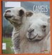 Living Wild: Camels