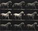 Motion and Document Sequence and Time: Eadweard Muybridge and Contemporary American Photography