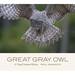 Great Gray Owl: a Visual Natural History