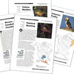 Townsend's Warbler: Birds of North America Species Account