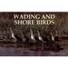 Wading and Shore Birds