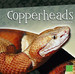 Copperheads (Snakes)