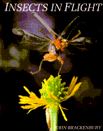 Insects in Flight - Brackenbury, John