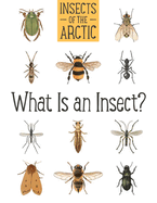 Insects of the Arctic: What Is an Insect?: English Edition