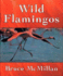 Wild Flamingos