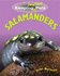 Salamanders (Keeping Unusual Pets)