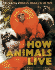 How Animals Live: Amazing World of Animals in the Wild, the