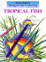 Designs for Coloring: Tropical Fish