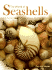 The World of Seashells: a Fully Illustrated Guide to These Fascinating Gifts From the Ocean