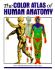 The Color Atlas of Human Anatomy (English and Italian Edition)