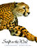 Swift as the Wind: the Cheetah