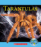 Tarantulas (Nature's Children)