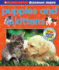 Scholastic Discover More: Puppies & Kittens