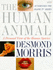 The Human Animal: a Personal View of the Human Species Morris, Desmond
